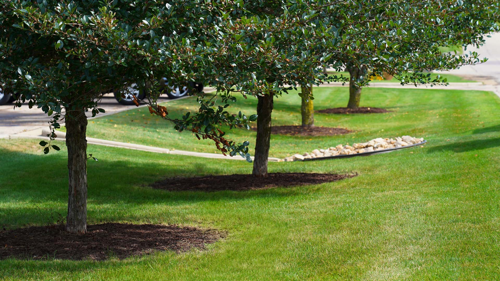 Commercial Tree & Shrub Care | Madison Landscape Construction