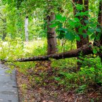 preventing tree storm damage