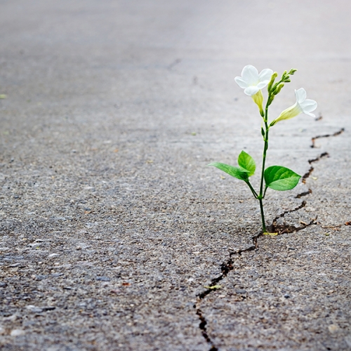 cr-asphalt-repair cr-asphalt-repair