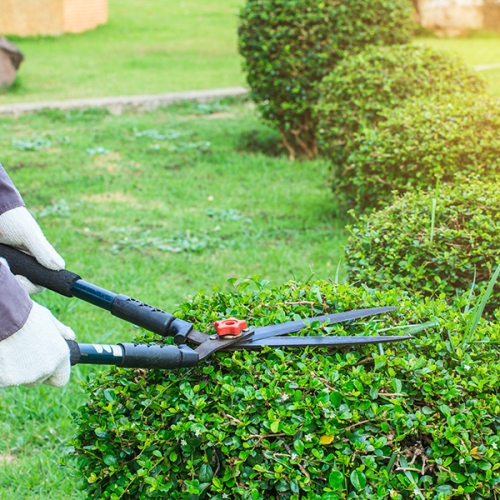 shrub-trimming shrub-trimming