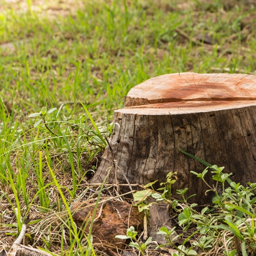 stump-grinding stump-grinding