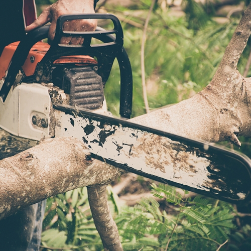 tree-removal tree-removal